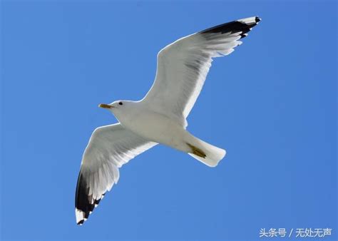 鳥是代表幾號|鳥的象徵意義與意義